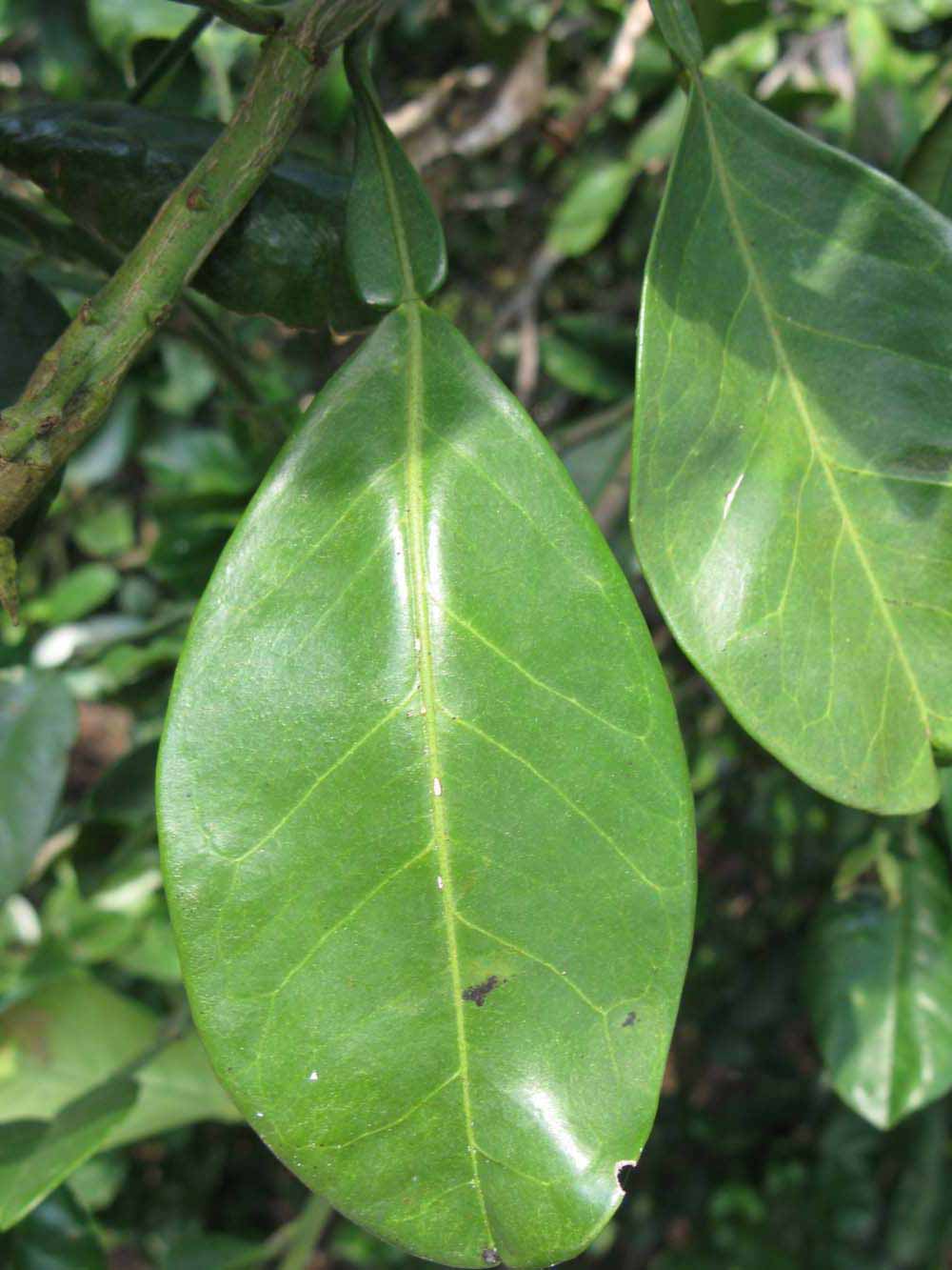              Unifoliolate leaf of  Citrus maxima           (Red Shaddock,   Winter Haven, FL)       